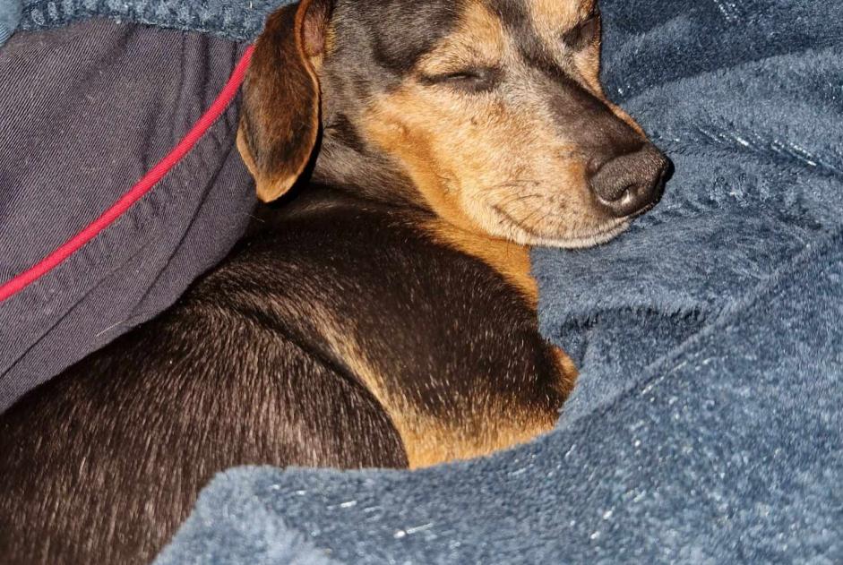 Vermisstmeldung Hund  Männliche , 14 jahre Trois-Palis Frankreich