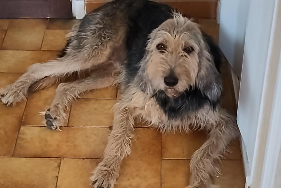 Vermisstmeldung Hund  Weiblich , 3 jahre Chabeuil Frankreich