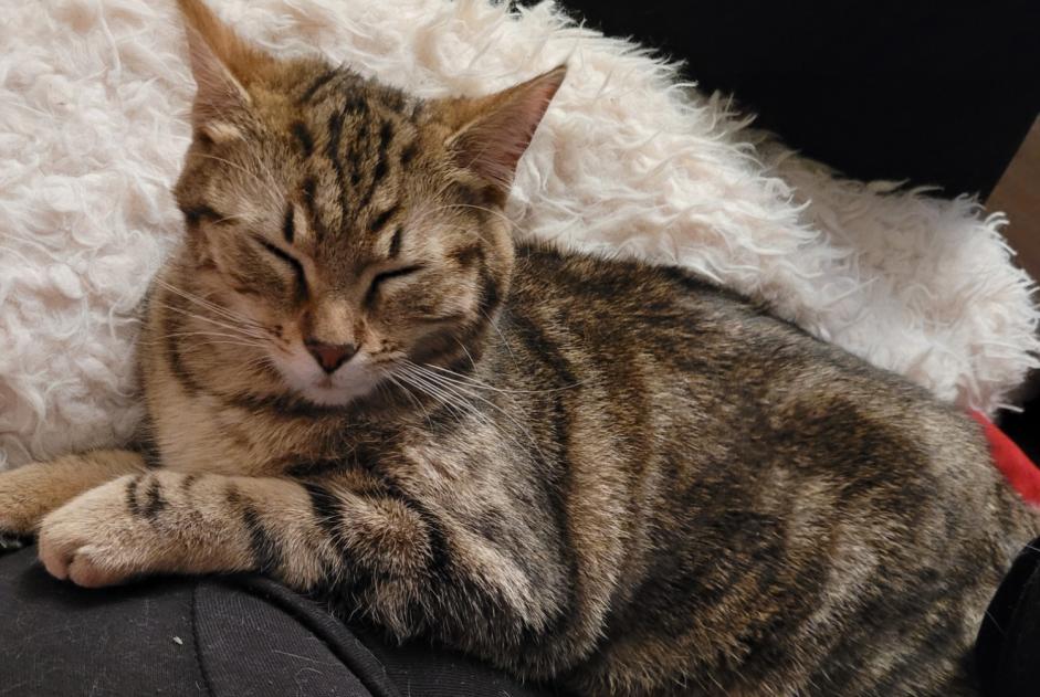 Fundmeldung Katze Weiblich , Zwischen 4 und 6 Monaten Angoulême Frankreich