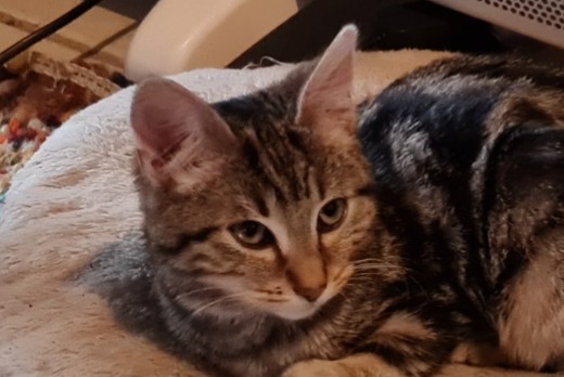 Discovery alert Cat  Female Vieux-Ruffec France
