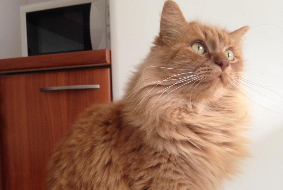 Disappearance alert Cat  Male , 7 years Cherves-Richemont France