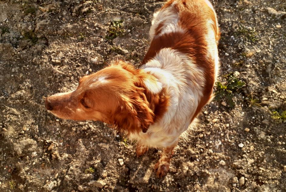 Discovery alert Dog  Female Cherves-Richemont France