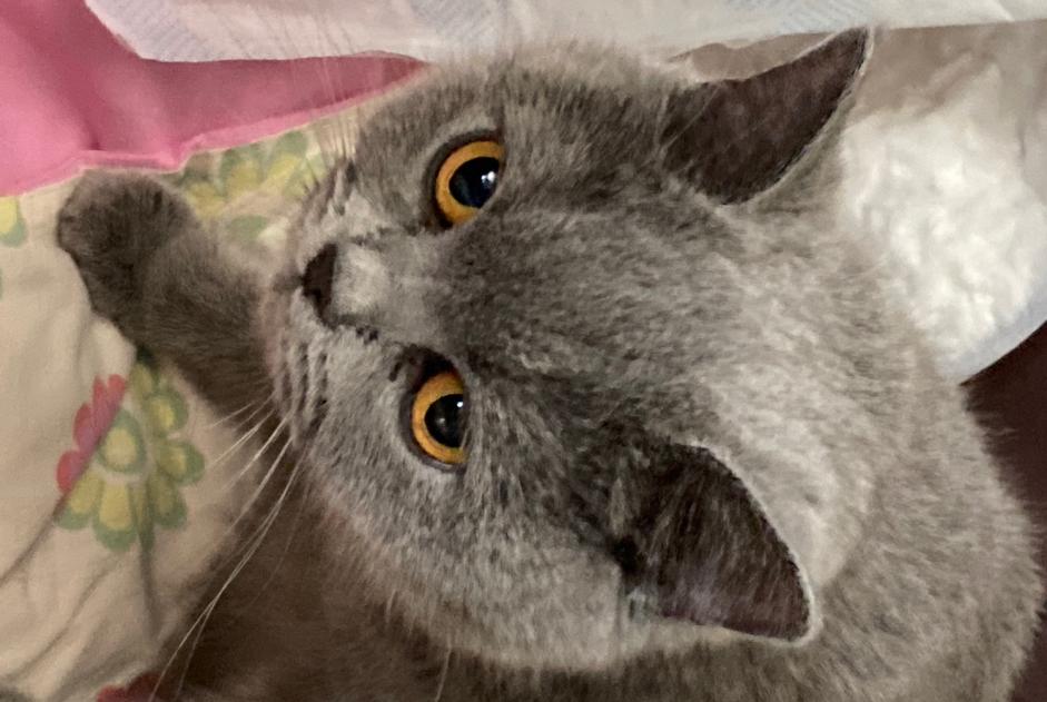 Alerta de Desaparición Gato  Hembra , 2 años Fontenille Francia