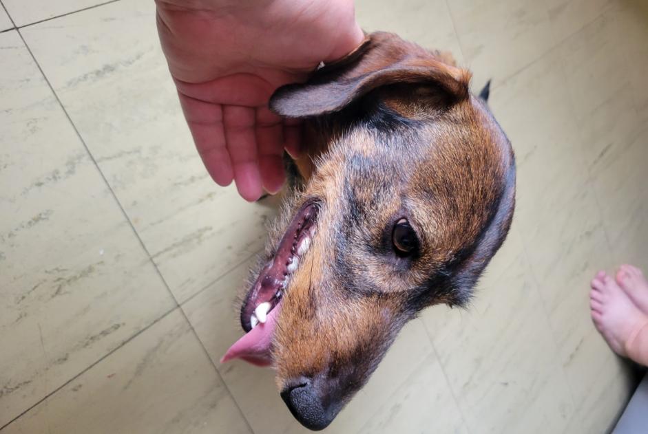 Alerta de Hallazgo Perro Macho Hiersac Francia