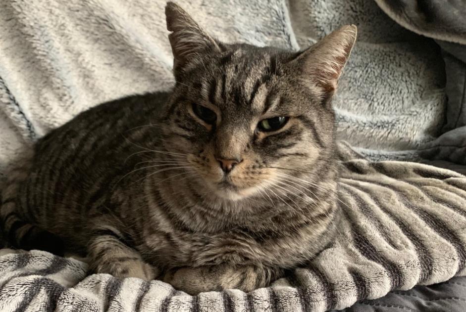 Alerte Disparition Chat croisement Mâle , 13 ans Barbezieux-Saint-Hilaire France