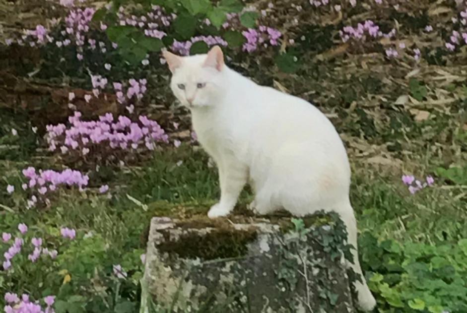 Alerte Disparition Chat Mâle , 10 ans Soyaux France
