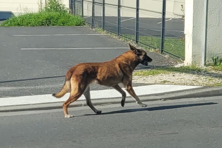 Alerte Découverte Chien croisement Inconnu Angoulême France