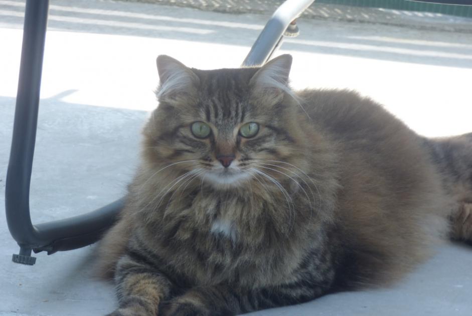 Avviso scomparsa Gatto  Femmina , 9 anni Saint-Michel Francia