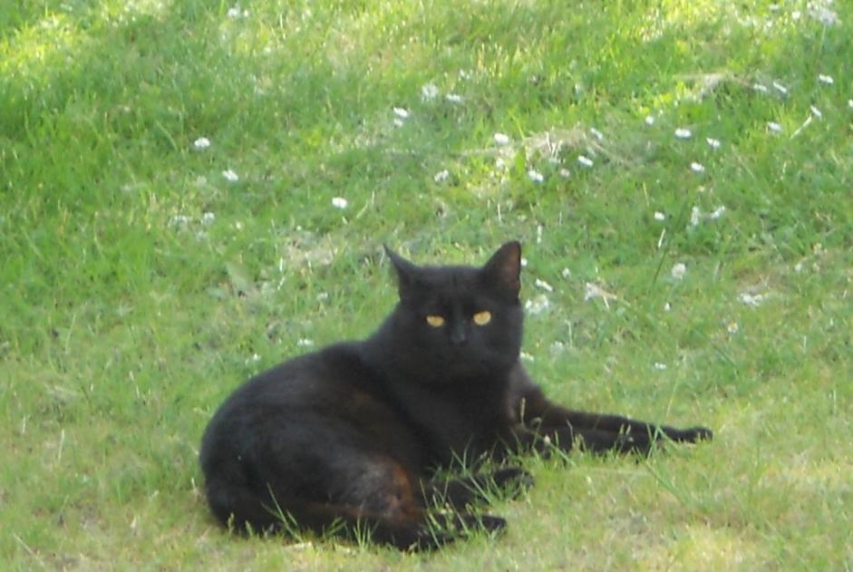 Avviso Ritrovamento Gatto Non conosciuta Passirac Francia