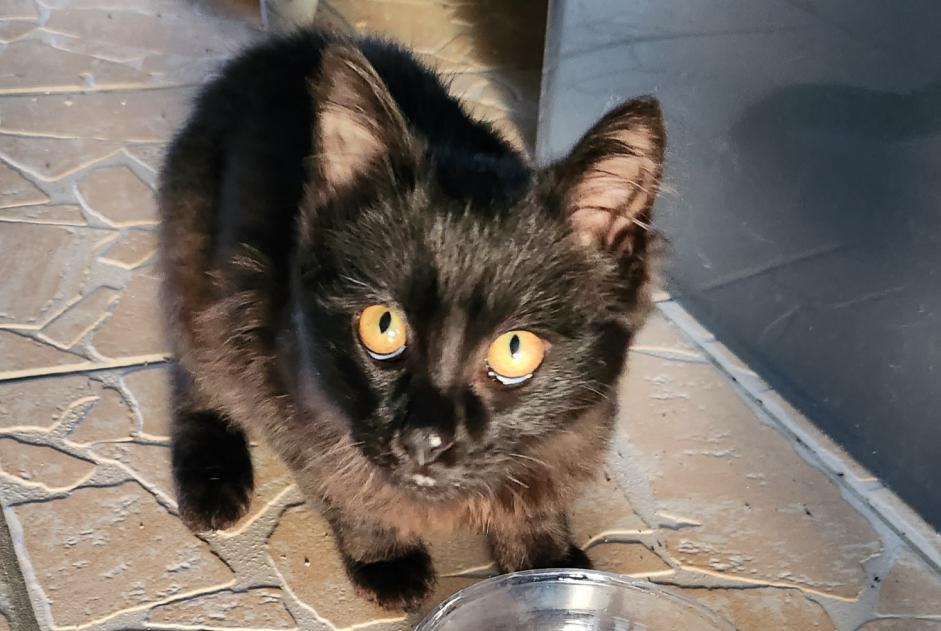 Avviso Ritrovamento Gatto Non conosciuta Gensac-la-Pallue Francia
