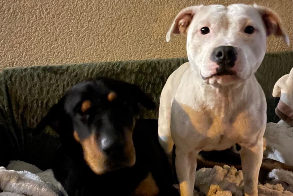Alerta descoberta Cão  Fêmea Ruelle-sur-Touvre France