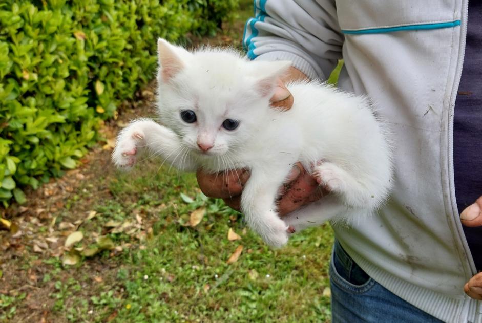 Alerta descoberta Gato Desconhecido La Couronne France