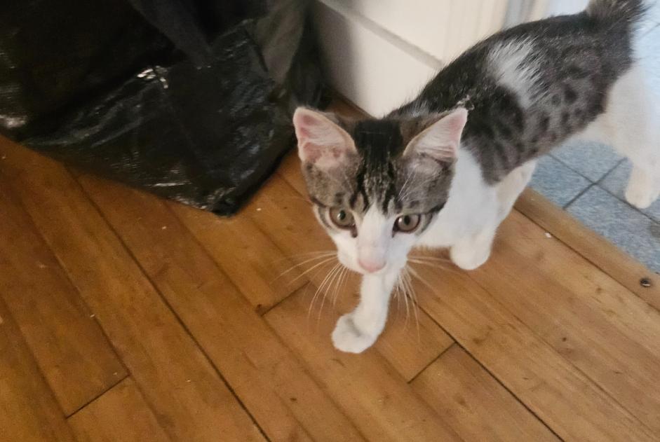 Alerta descoberta Gato Fêmea Angoulême France Alerta descoberta Gato Fêmea Angoulême France